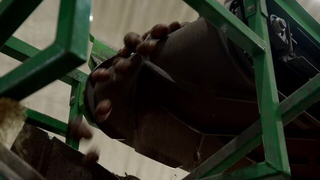 Primary processing of dirty red potatoes at sorting plant. close up view of roots just taken out of ground fall from conveyor belt. Agricultural machinery at work in factory.