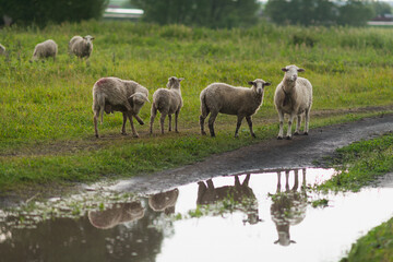 Dirty sheeps in the rain. They walk along the village road.