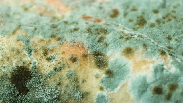 Mold on bread, macro, top view. The danger of mold, stale products.