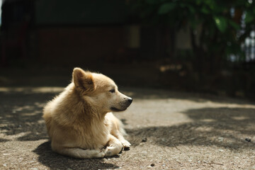 Sad lonely abandoned dog on the street of the city