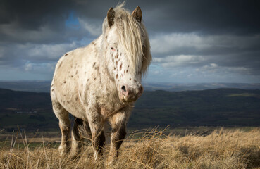 Spotted mountain pony on the Black mountain with a stormy moody sky in the background. Carmarthenshire, Wales.