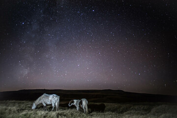 Two ponies under the night stars on the black mountain in Carmarthenshire, milky way visible. 