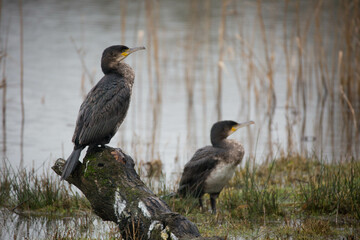 Two cormorant birds by water at a nature reserve.
