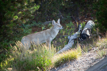 Coyote in Yellowstone National Park, USA