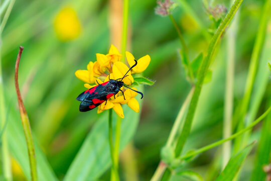 Five-spot Burnet moth (Zygaena trifolii) of the Zygaenidae family which is a daytime flying insect active during the summer months of July and August, stock photo image 