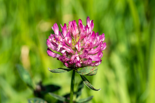 Red clover (Trifolium pratense) a summer autumn wildflower plant with a purple summertime flower commonly known as trefoil which is also a garden weed, stock photo image