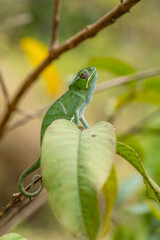 Chameleon - Furcifer bifidus, beautiful green chameleon endemic in Madagascar forests.