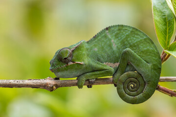 Chameleon - Furcifer bifidus, beautiful green chameleon endemic in Madagascar forests.