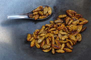 Closeup fried silk worms on pan.  Concept, weird food. Insects eating. High protine. Traditional Thai street food in Thailand. Edible Worms.     