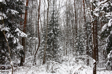 Winter cloudy day. A fragment of the dense mixed wood after night snowfall.