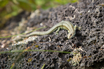 common green lizard basking on a rock in the sun.