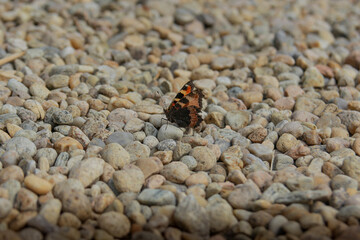 ladybird on a stone