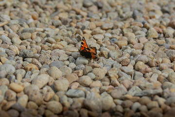 butterfly on the rock