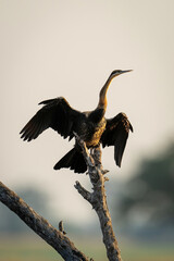 African darter dries wings on dead branch