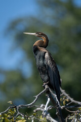 African darter on leafy branch in profile