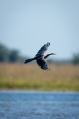 African darter banks over river in sunshine