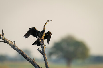 African darter drying wings on dead branch