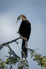 African darter on leafy branch twisting neck