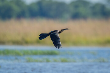 African darter flies along river in sunshine