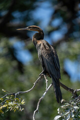 African darter on twisted branch in sunshine