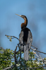 African darter turns head on twisted branches