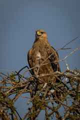 Tawny eagle squawks on branches with catchlight