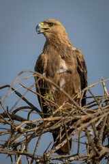 Tawny eagle opens mouth and turns head