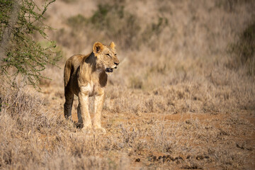 Young male lion stands staring beside bush