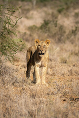 Young male lion stands staring at camera