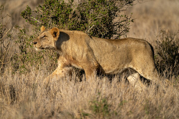 Young male lion crosses savannah past bush
