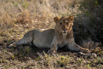 Naklejka na ściany i meble Young male lion lies near zebra hoof