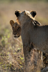 Young male lion stands staring past another