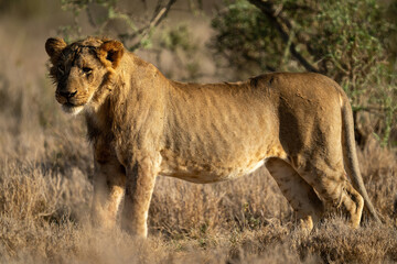 Young male lion stands staring near bush