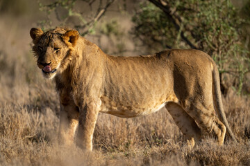 Young male lion stands licking his lips
