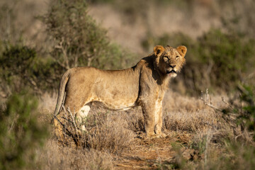 Young male lion stands on dirt track
