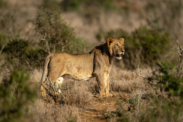 Young male lion stands staring on track