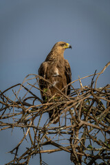 Tawny eagle turns head on sunlit perch