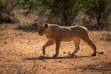 Young male lion crosses savannah lifting paw