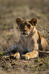 Young lion lies staring on short grass