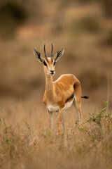Young male Grant gazelle stands watching camera