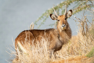 Young male waterbuck stands on grassy riverbank