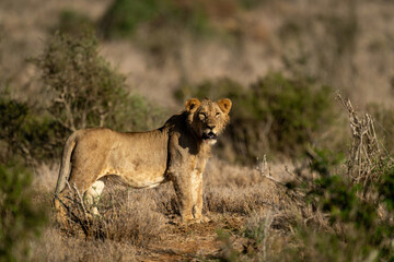 Fototapeta na wymiar Young male lion standing on dirt track