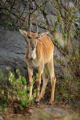 Young male common eland stands in bushes
