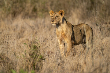 Fototapeta na wymiar Young male lion stands in tall grass