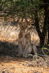 Young male lion sits staring under bush