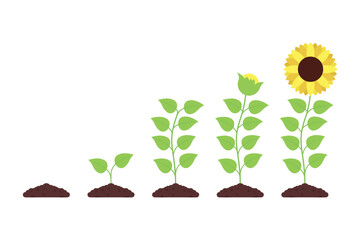 Fototapeta na wymiar Sunflower Growth