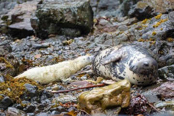 Cow seal feeding her pup on the Pembrokeshire coast, Wales.