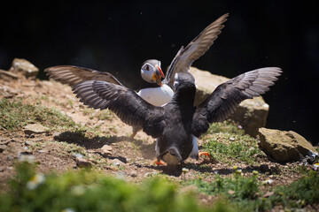 Two atlantic puffins fighting on Skomer Island, Pembrokeshire, Wales.