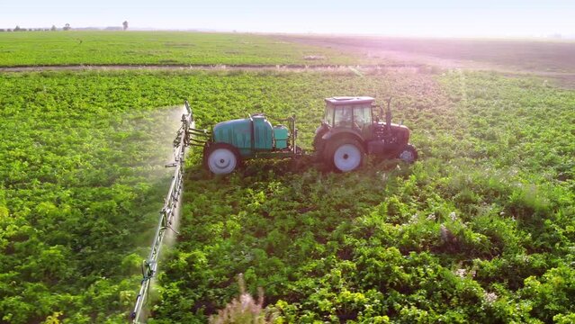 process of spraying with chemicals and pesticides fields with potatoes. Growing potatoes in fields cultivating vegetables. tractor pulls barrel with irrigation system behind it. watering field