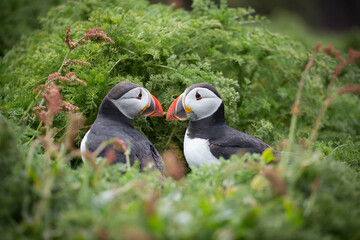 Pair of mating Atlantic Puffins billing outside of burrow, displaying mating behaviour, Skomer...